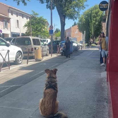 Un chien assis seul sur le trottoir d'une rue, qui attend sans bouger