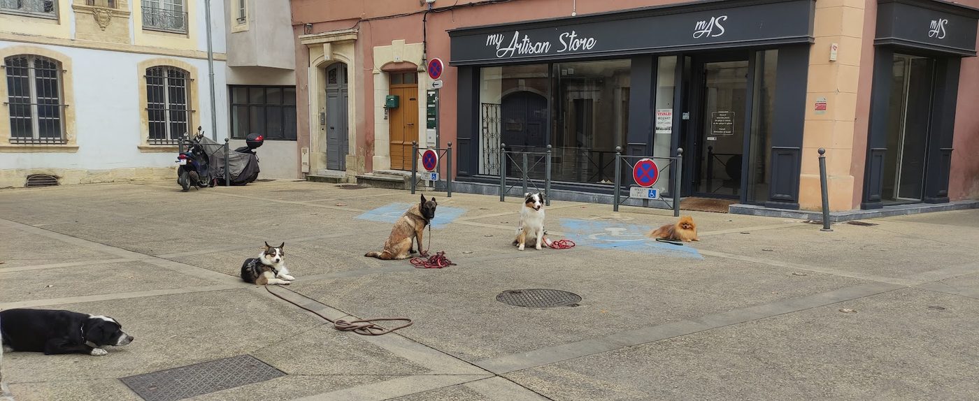 Six chiens en position d'attente, assis ou couchés, sur une place piétonne en ville