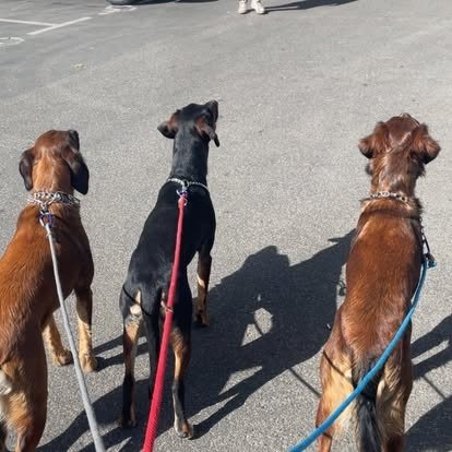 Trois chiens en laisse qui marchent calmement sur une route