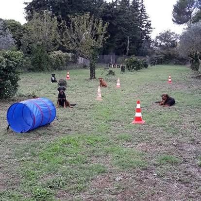 Un terrain d'éducation avec un tunnel et des plots, des chiens couchés en attente